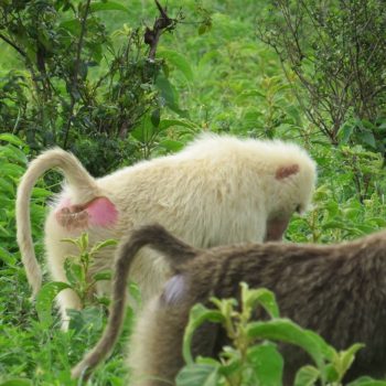 Albinism Baboon 6