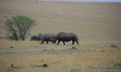 Group of rhinos 6