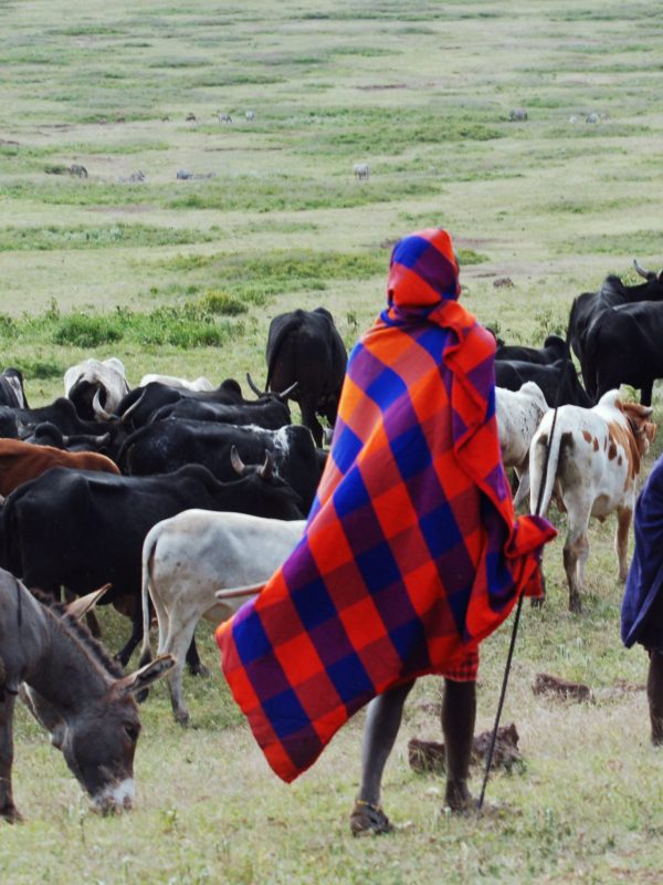 The Maasai taking their livestock into the Ngorongoro Caldera for grazing