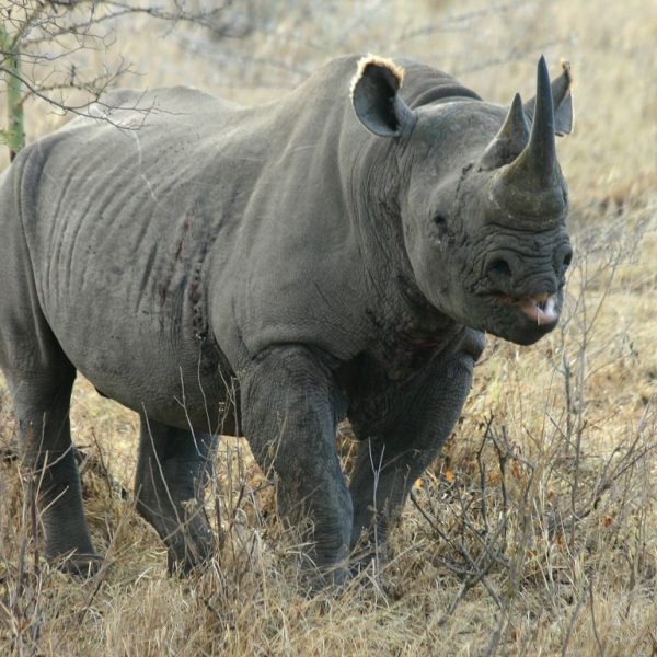 Rhino-Mkomazi