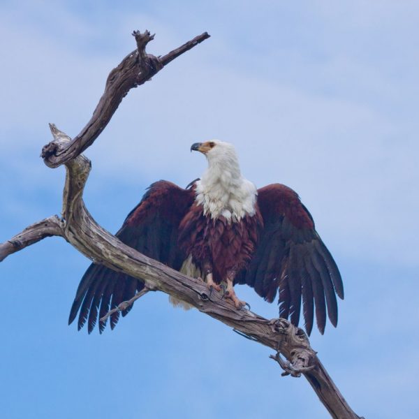 bird 2 arusha