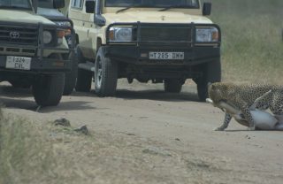 cheetah 2