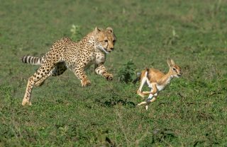 cheetah and impala at tarangire