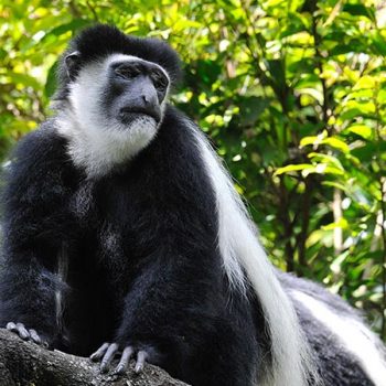 colobus-monkey