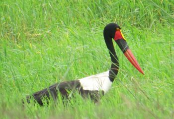 crane 2