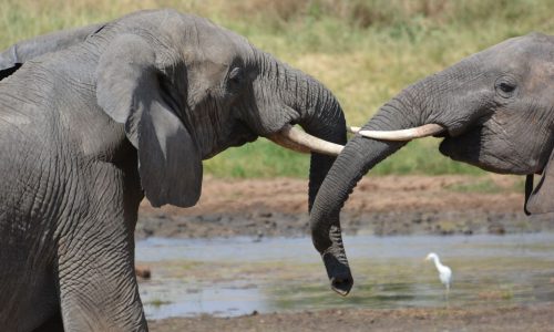 elephant 6