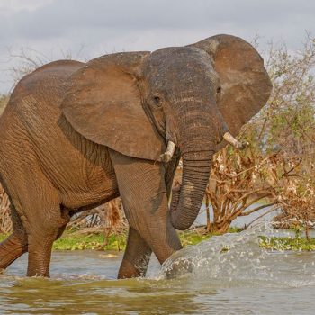 elephant at ruaha