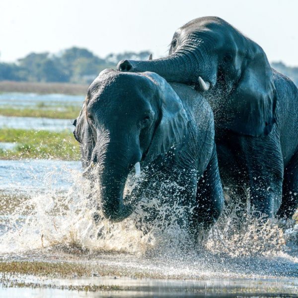 elephants at mikumi