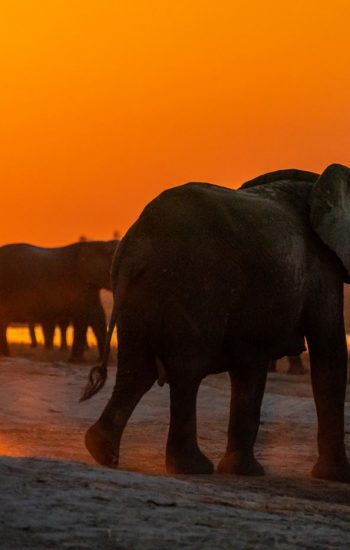 elephants at selous elephants at selous