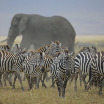 group of zebra 3