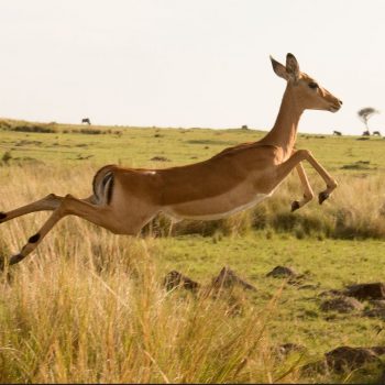 impala at selous