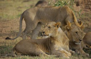 lion