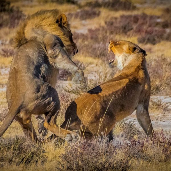 lions at serengeti