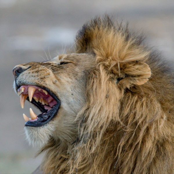 sharubu at serengeti