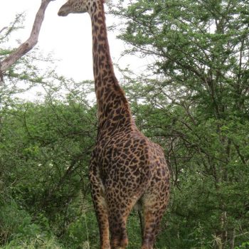 tall girrafe2
