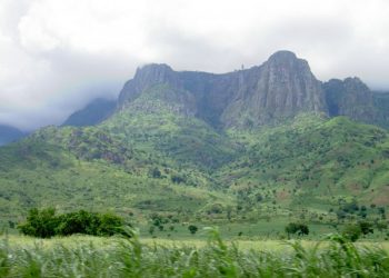 usambara-irente