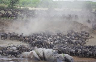 wildbeast migration