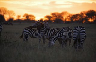 zebras